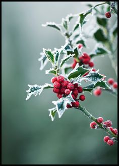 holly with red berries and green leaves covered in frost