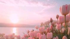 pink tulips are blooming in front of the water at sunset or dawn