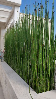 tall green plants growing on the side of a white building with blue sky in background