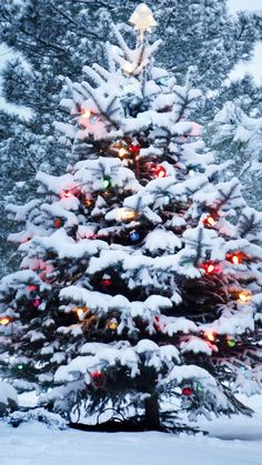 a christmas tree with lights in the snow