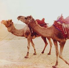 two camels are standing in the desert