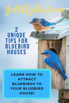 two blue birds sitting on top of a bird house with text overlay reading 2 unique tips for bluebird houses