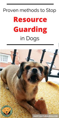 a brown dog laying on top of a yellow rug next to a black fence with the words, proven method to stop resources guarding in dogs