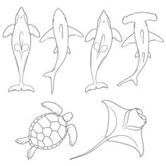 four different types of sea animals