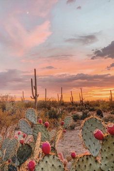 cactus plants in the desert at sunset with pink and yellow sky behind them, including cacti