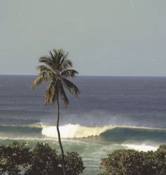 a palm tree is in front of the ocean