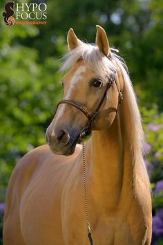 a brown horse with blonde hair standing in front of some bushes and trees, wearing a bridle