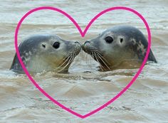 two seals kissing in the water with a heart shaped frame