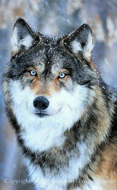 a wolf with blue eyes standing in the snow