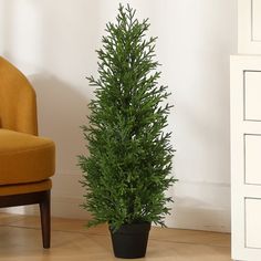 a small potted tree next to a chair in a room with white walls and wooden floors