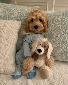 a brown dog sitting on top of a bed next to a stuffed animal