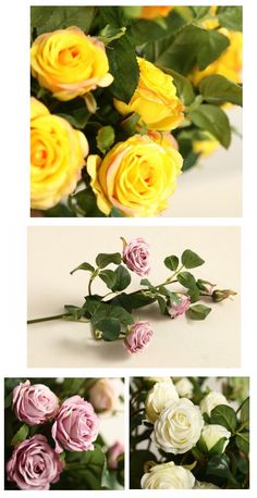 four different images of yellow and pink roses in various stages of blooming, from top to bottom