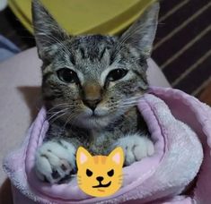 a cat that is laying down on a blanket