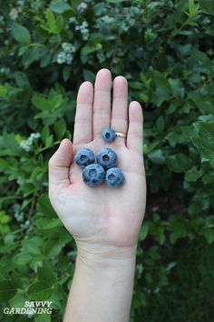 a hand holding blueberries in front of some bushes