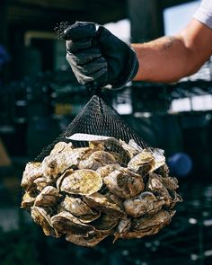 a person holding a mesh bag full of oysters in their left hand and the other hand