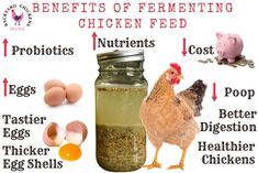 the benefits of fermenting chicken feed are shown in this graphic above it's image