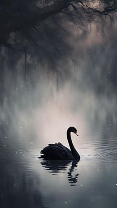 a black swan floating on top of a body of water under a foggy sky