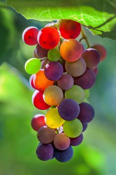 a bunch of grapes hanging from a tree