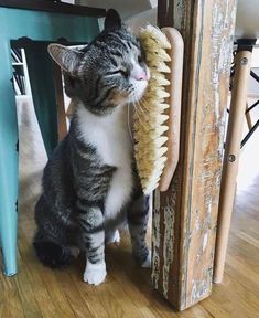 a gray and white cat is holding a large brush