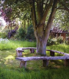 two wooden benches sitting under a tree in the grass