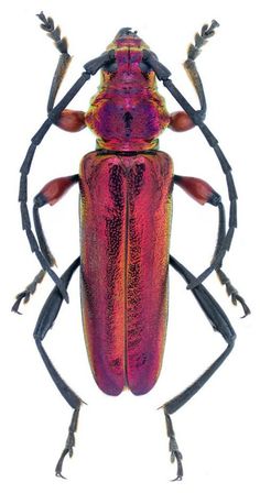 a pink and purple bug with long legs on it's back, sitting in front of