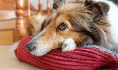 a brown and white dog laying on top of a red pillow