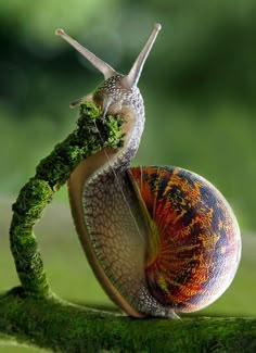 a snail with its head on top of a piece of green moss in the air