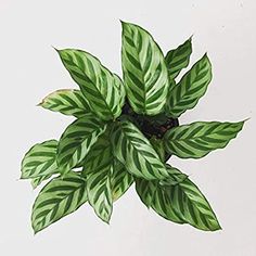 Calathea Concinna, Calathea Freddie, Interior Design Renderings, Plant Aesthetic, House Plants Decor