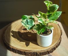 a small potted plant sitting on top of a wooden table next to a shadow