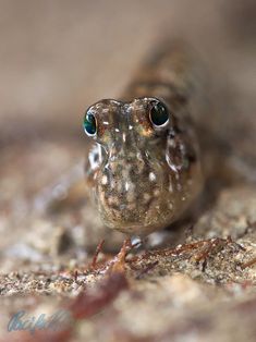 a close up of a small lizard on the ground