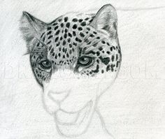 a pencil drawing of a leopard's face