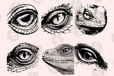 four different types of lizards with their eyes open and one looking at the other side