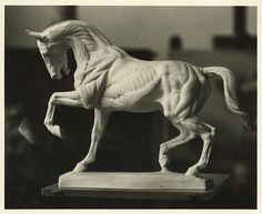 a statue of a horse is shown in this black and white photo, it appears to be the skeleton of a horse