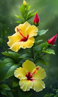 two yellow flowers with red centers and green leaves on a rainy day in the rain