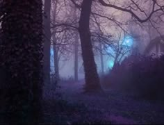 a foggy night in the woods with trees and bushes on either side of house