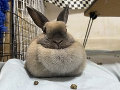 a rabbit is sitting in a cage with its eyes closed