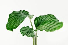 a green plant with large leaves in a glass vase