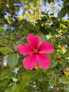 a pink flower with green leaves in the background