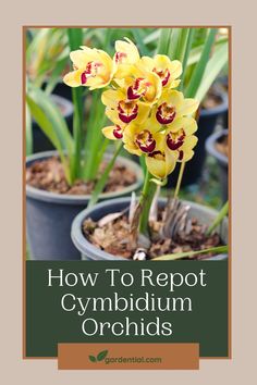 yellow and red orchids in pots with text overlay how to report cymbidium orchids