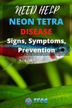 neon tetra disease signs, symptoms, and prevention