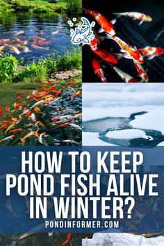 Article about keeping pond fish alive during winter, covering essential methods for maintaining a healthy pond environment.

Winter pond fish care, Pond fish survival tips, Winter pond maintenance, Pond heating methods