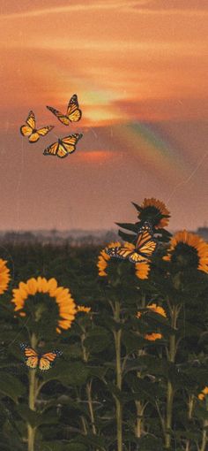 two butterflies flying over sunflowers with a rainbow in the sky behind them at sunset