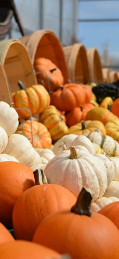 many pumpkins and gourds are stacked on top of each other in rows