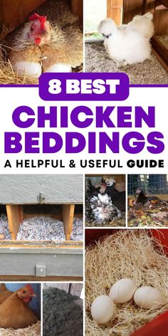 the best chicken beddings for chickens and other small animals are shown here in this collage