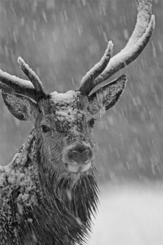 a deer is standing in the snow with its antlers spread out and it's eyes are open