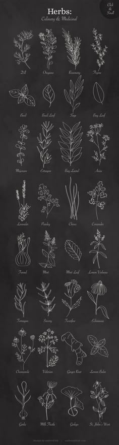 a blackboard with different types of plants on it