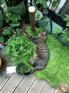 a cat laying on the ground next to some plants