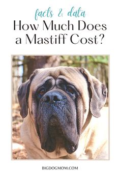 a dog with the title how much does a mastf cost?