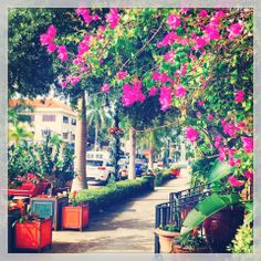 the street is lined with potted plants and flowers on either side of the road