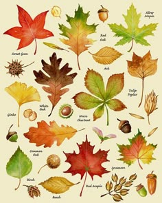 the autumn leaves print, leaf varieties, types of leaves, and other fall colors